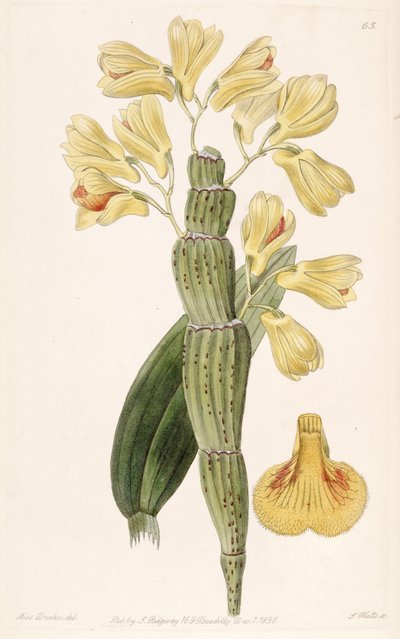 Dendrobium sulcatum von Miss Drake